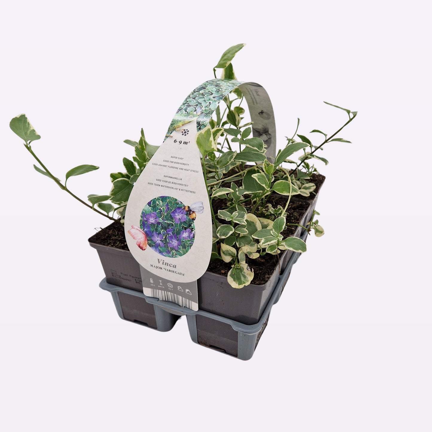 Vinca major Variegata 10cm 9cm Pot
