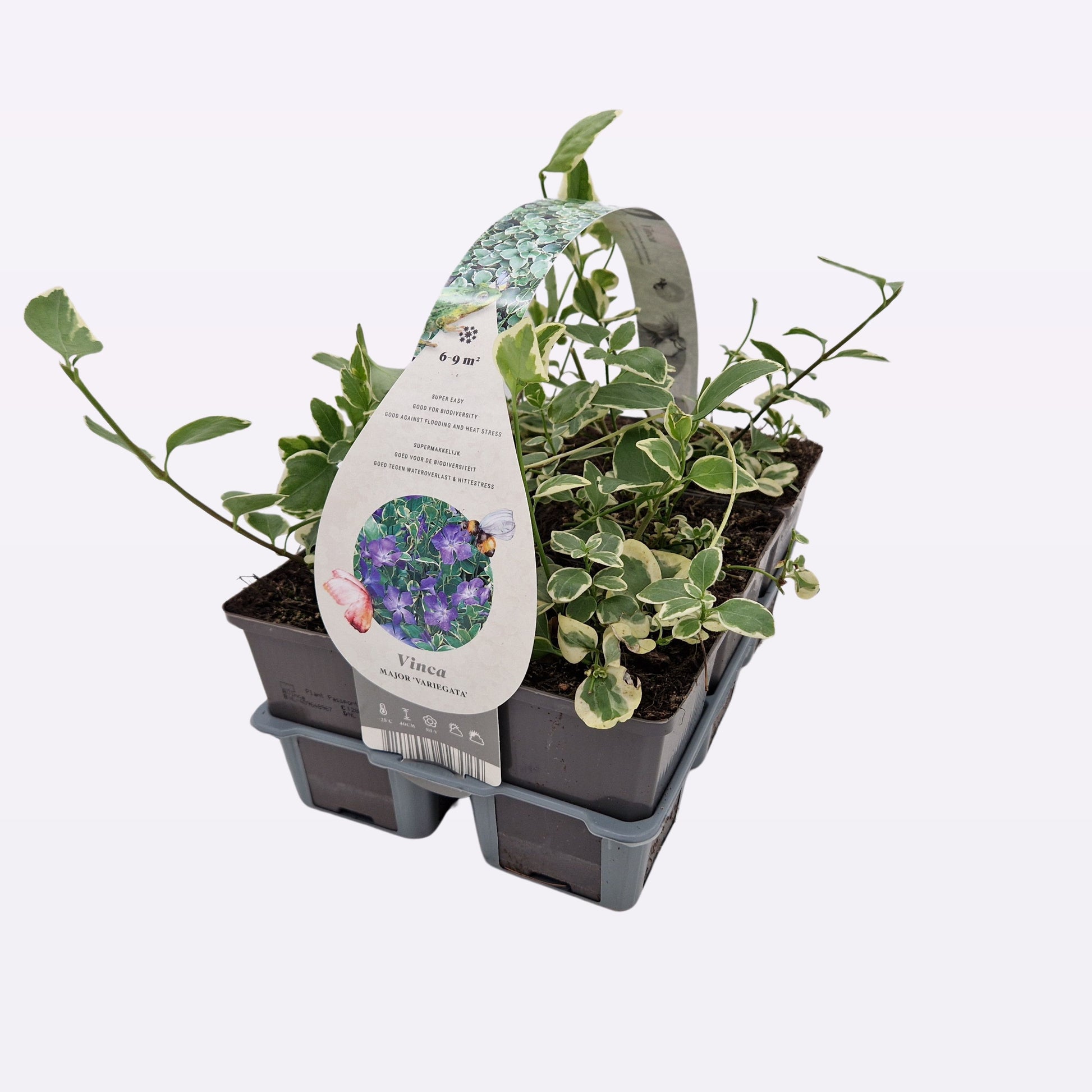 Vinca major Variegata 10cm 9cm Pot
