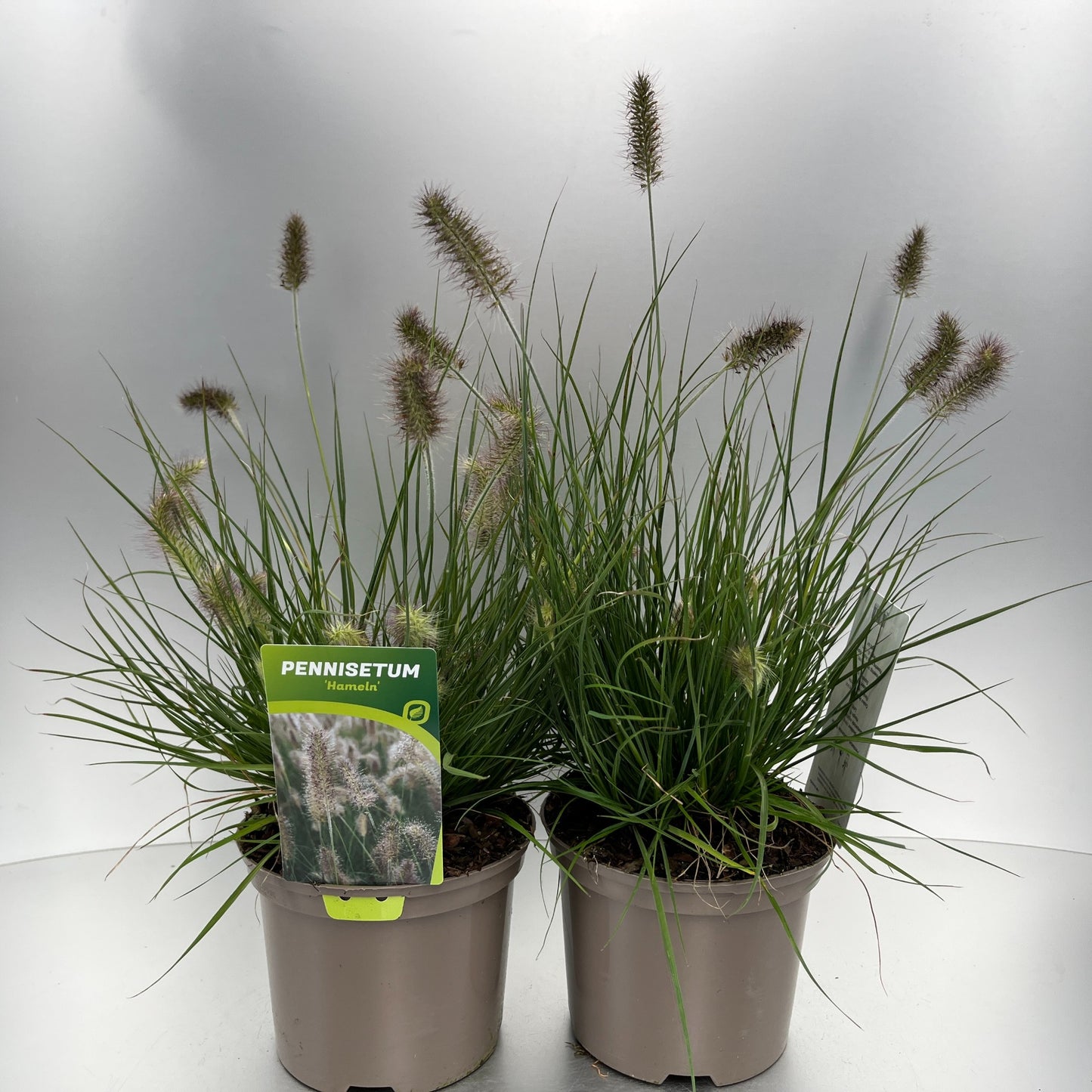Pennisetum Hameln 40cm 17cm Pot
