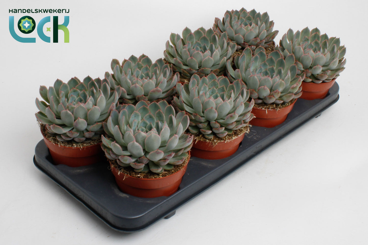 Echeveria deremensis 15cm 12cm Pot