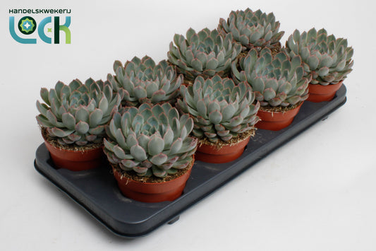 Echeveria deremensis 15cm 12cm Pot