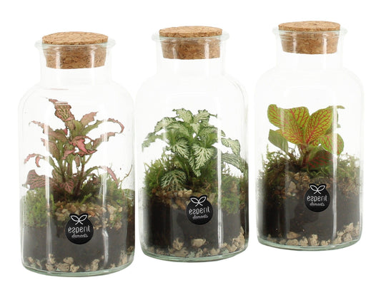 arr. Indoor Glass 16cm 8cm Pot