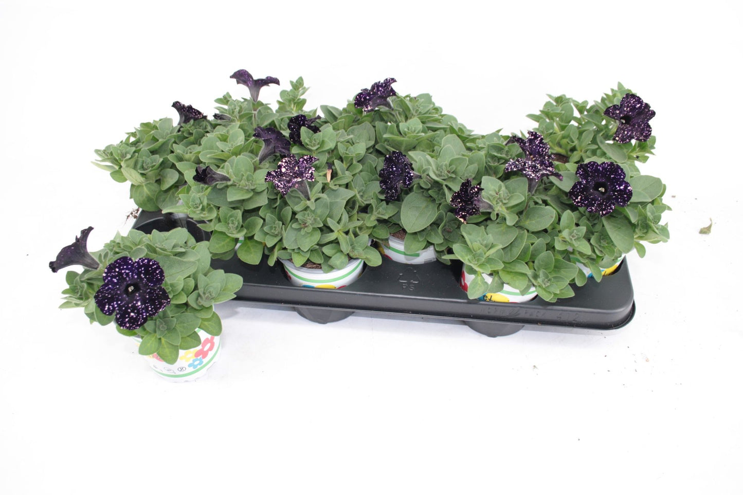 Petunia Bonny Mystery Sky 20cm 510cm Pot