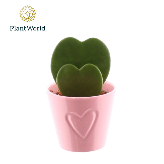 Hoya kerrii 13cm 7cm Pot