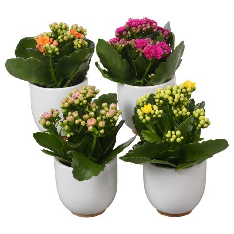 PTBTS3221 Arrangementen kamerplanten 17cm 7cm Pot