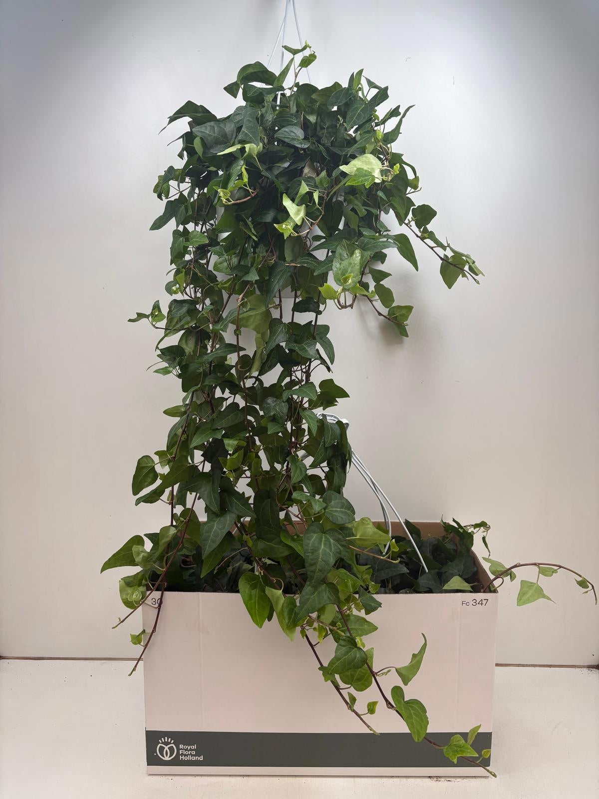 Hedera hel. Mein Herz 24cm Pot