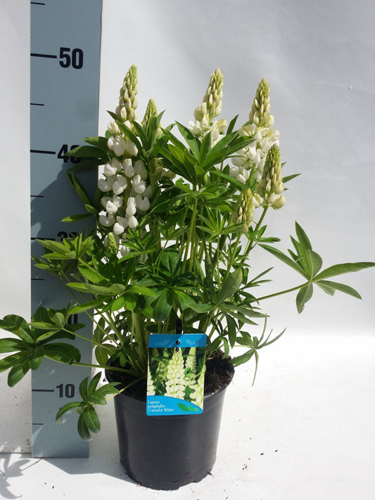 Lupinus pol. Lupini White 30cm 17cm Pot