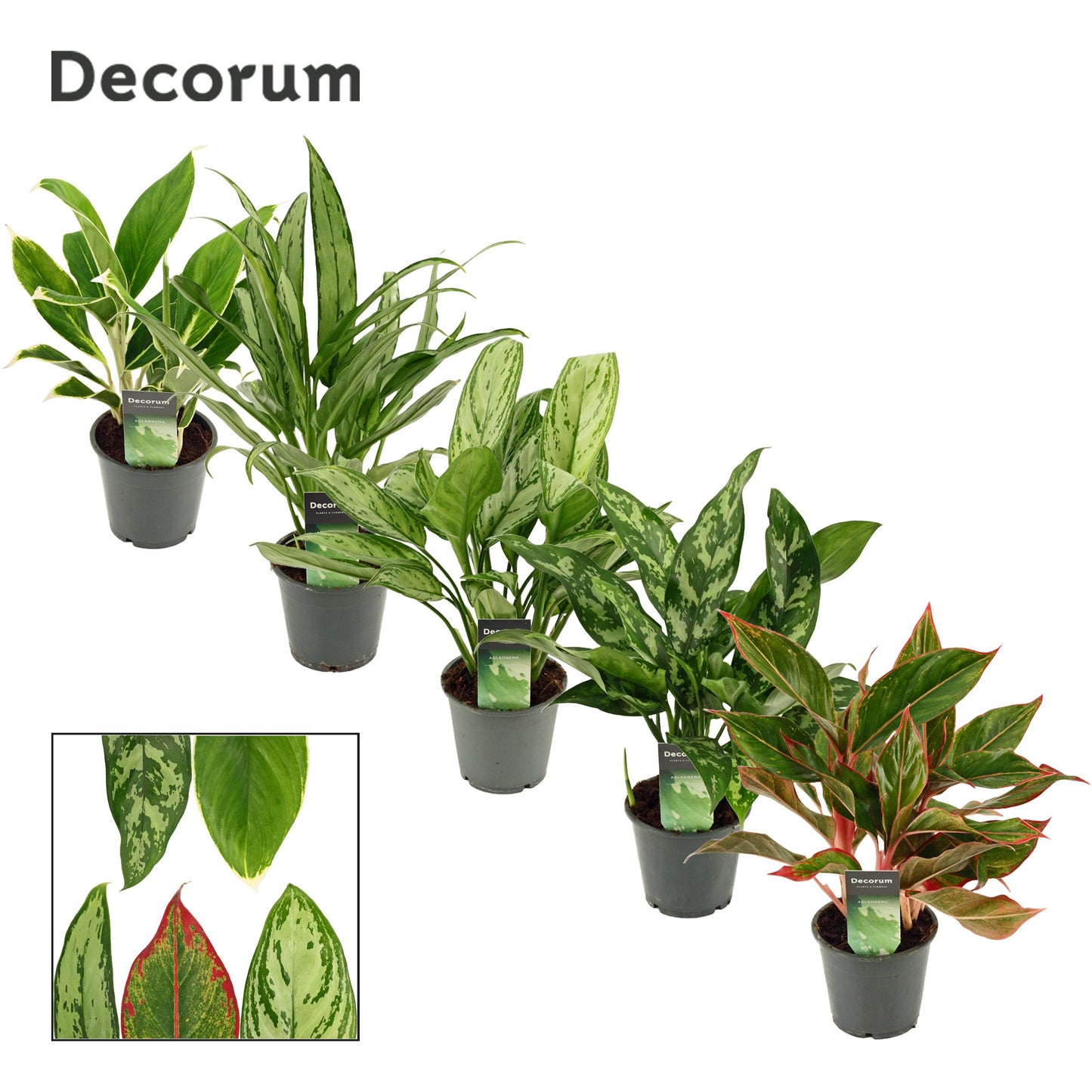 Aglaonema mix 35cm 12cm Pot