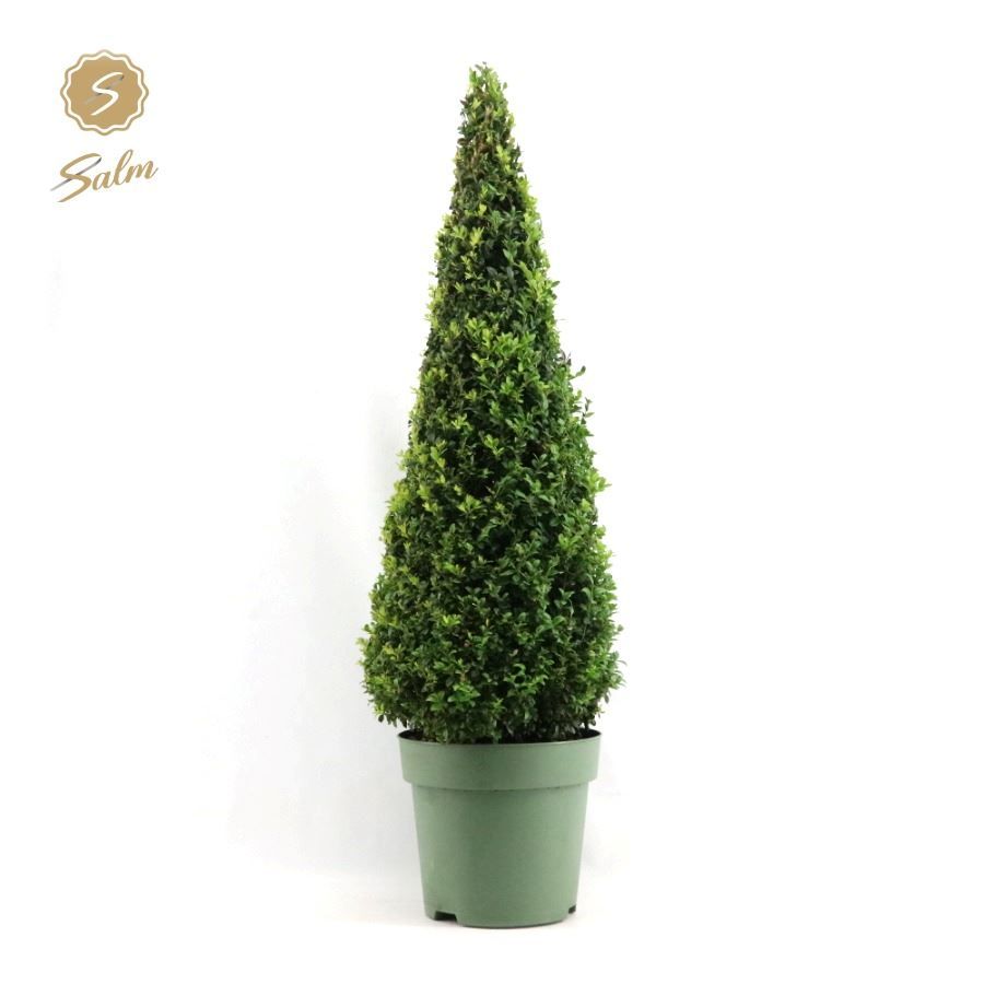 Buxus sempervirens pyramid 115cm 27cm Pot