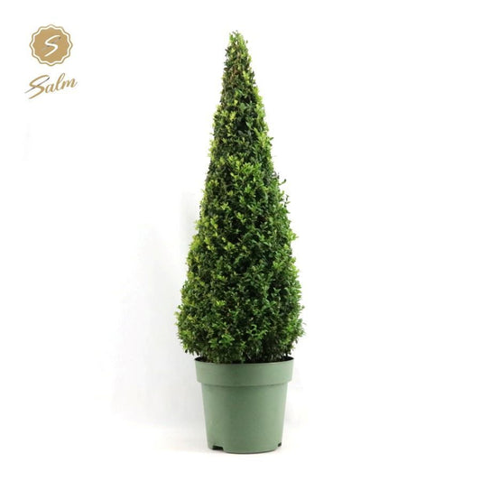 Buxus sempervirens pyramid 115cm 27cm Pot