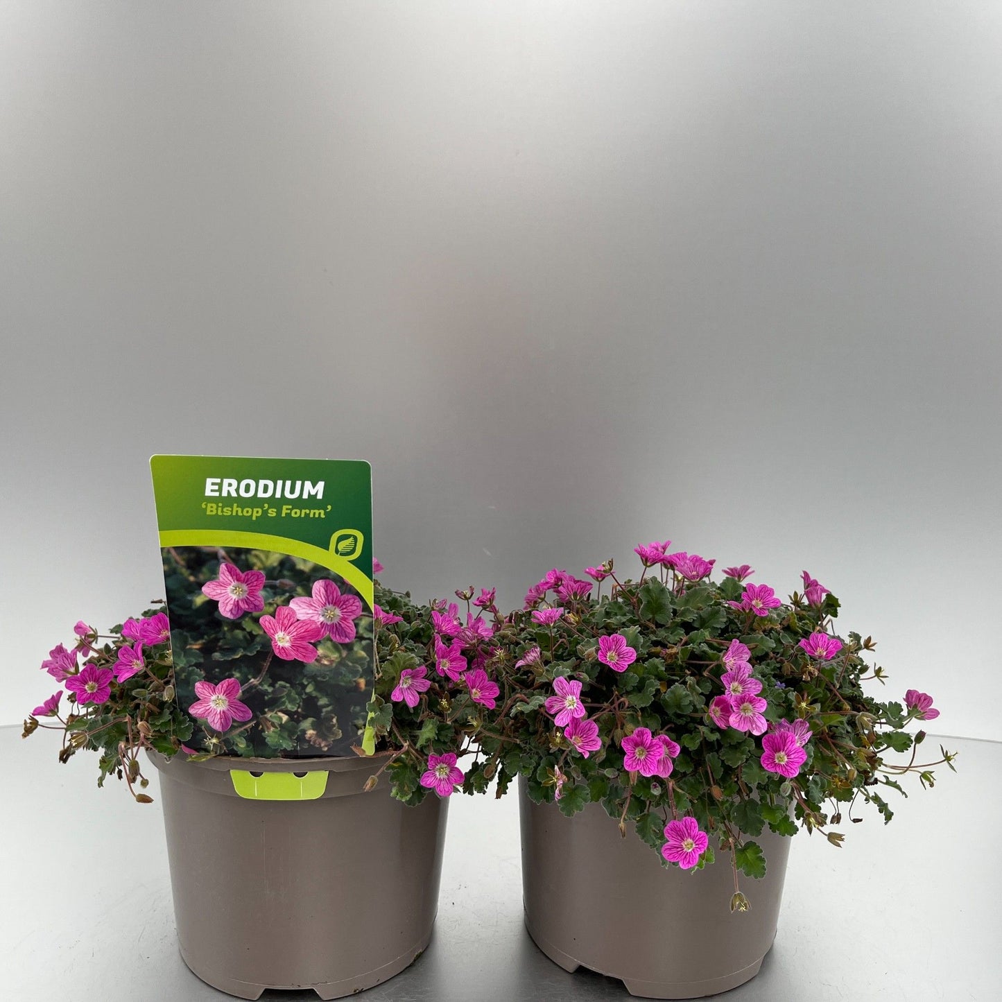 Perennial mix 20cm 17cm Pot