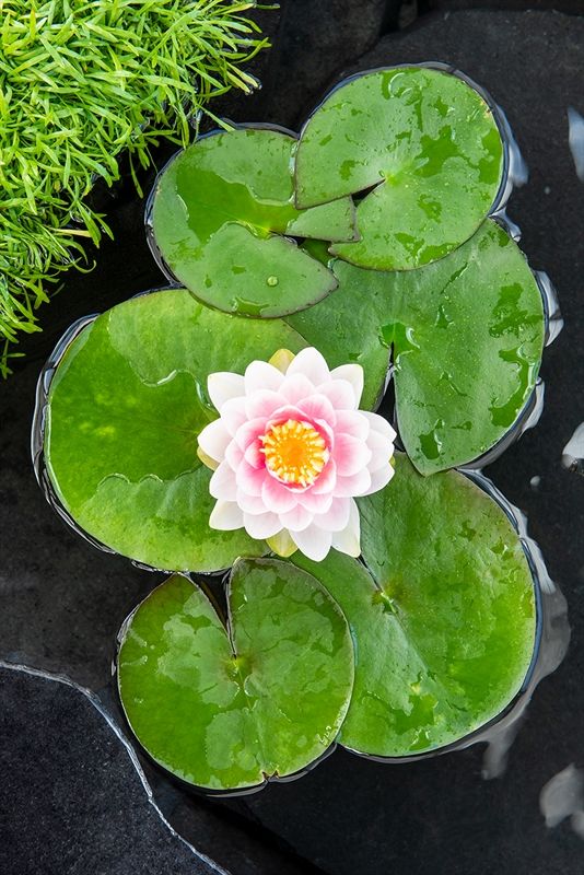 Nymphaea Madama Wilfron Gonnere 30cm 18cm Pot