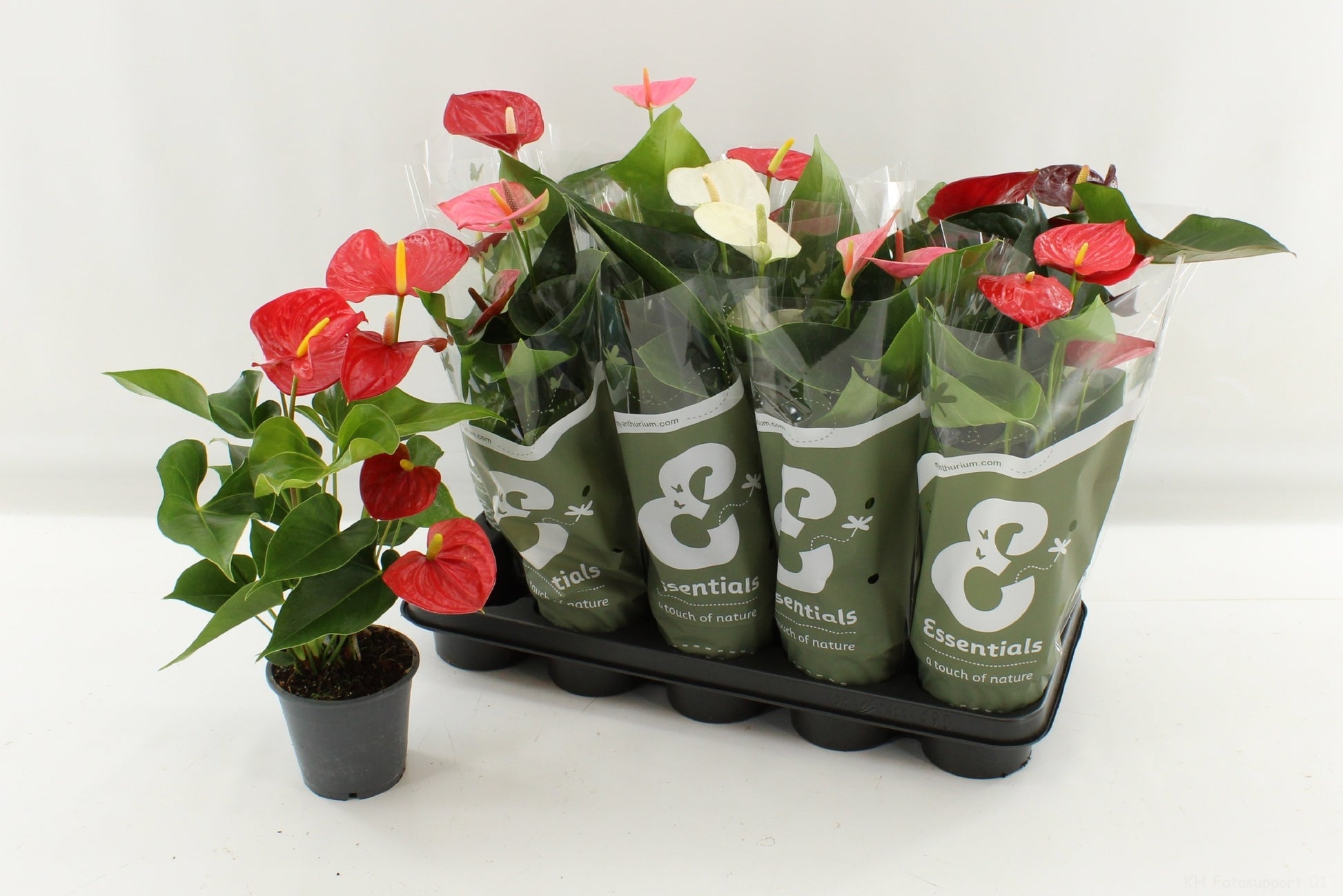 T.&.J. van der Houwen Anthurium mix Pack of 10