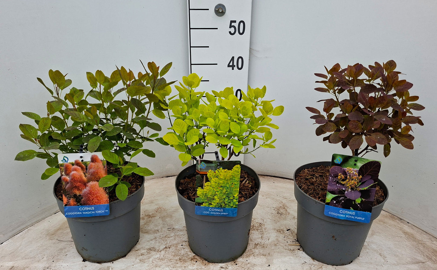 Cotinus coggygria 30cm 21cm Pot