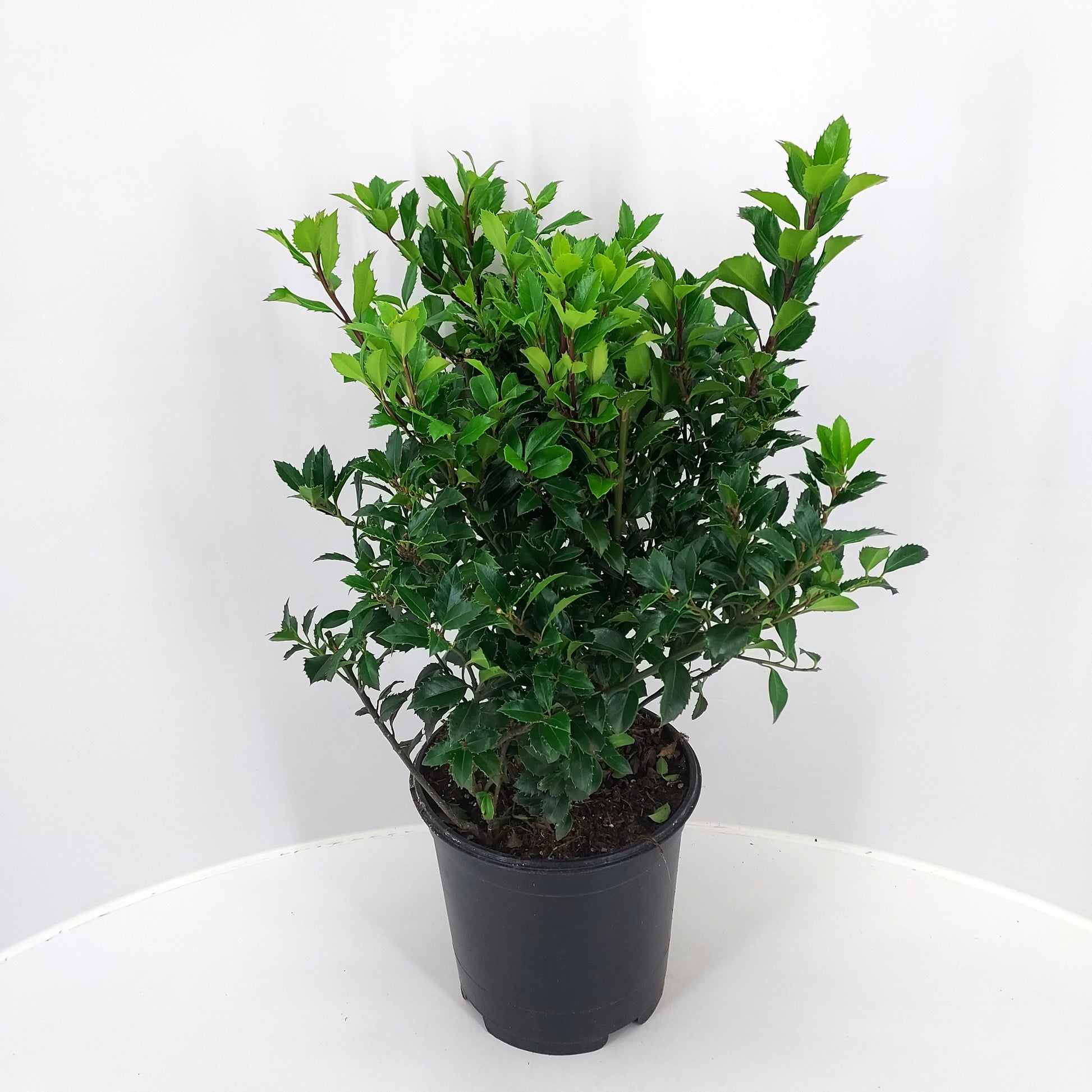 Ilex mes. Heckenpracht 50cm 21cm Pot