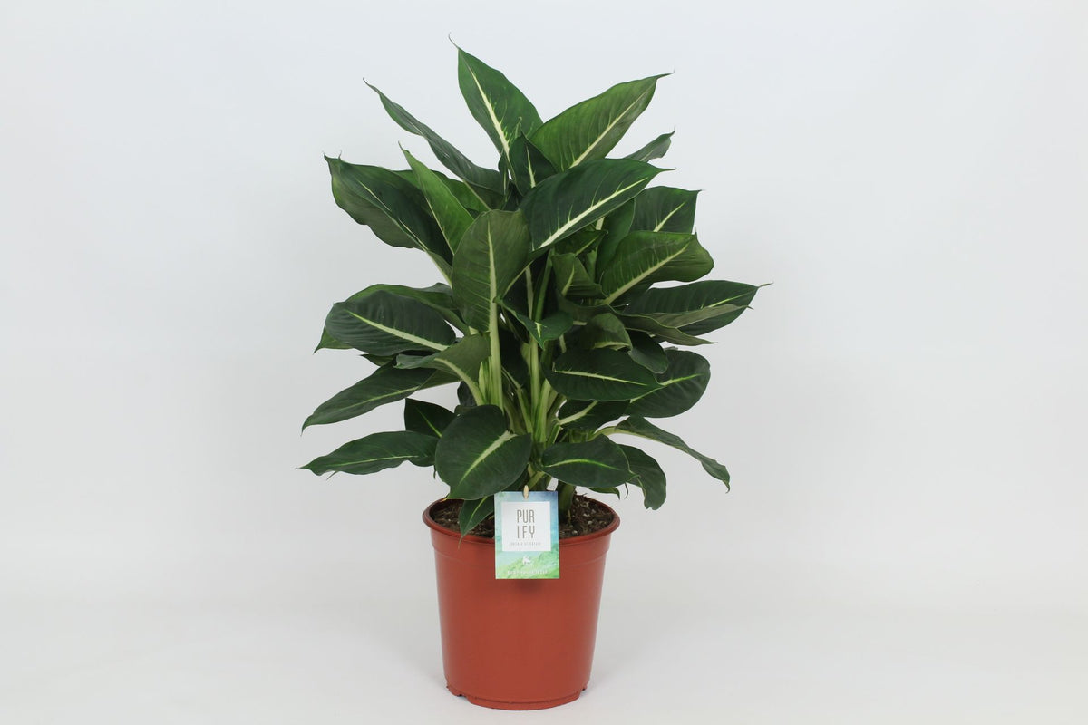 Dieffenbachia Green Magic 80cm 24cm Pot