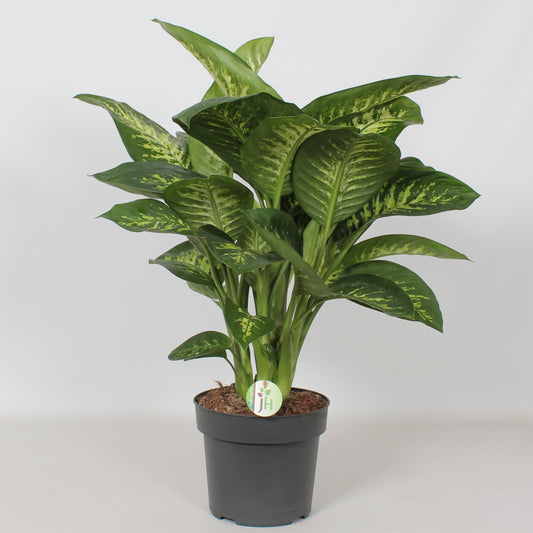 Dieffenbachia Reeva 75cm 24cm Pot
