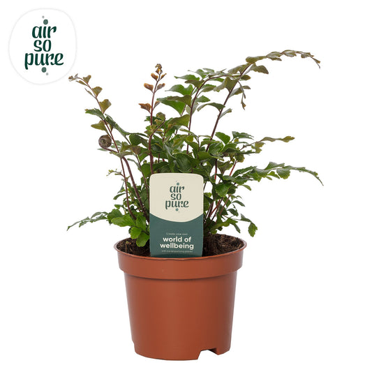 Didymochlaena truncatula 15cm 9cm Pot
