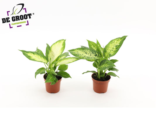 Dieffenbachia mix 25cm 9cm Pot