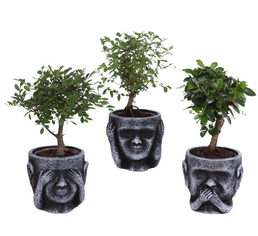 Bonsai mix ball shape (+ drp.ceramic) 25cm 12cm Pot