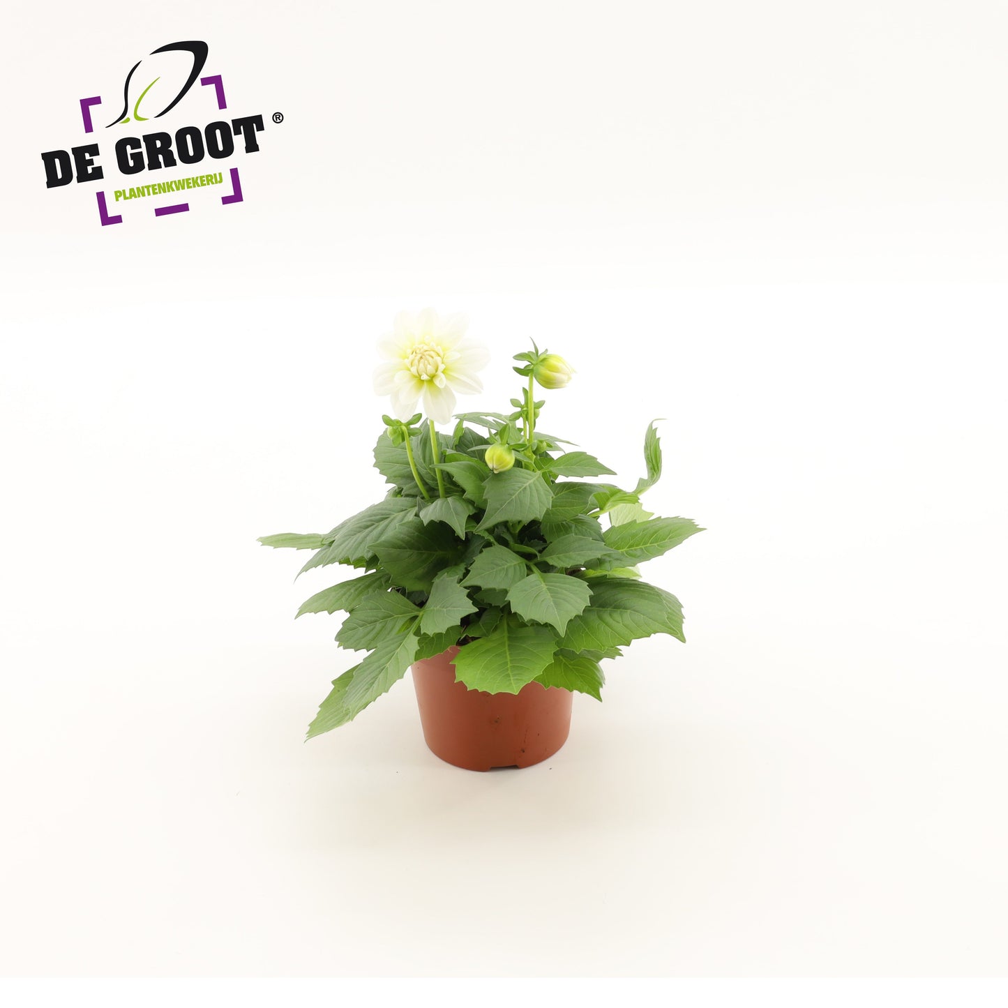 Dahlia white 25cm 12cm Pot