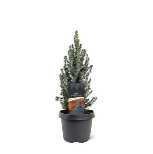 Picea gl Sander Blue 40cm 19cm Pot