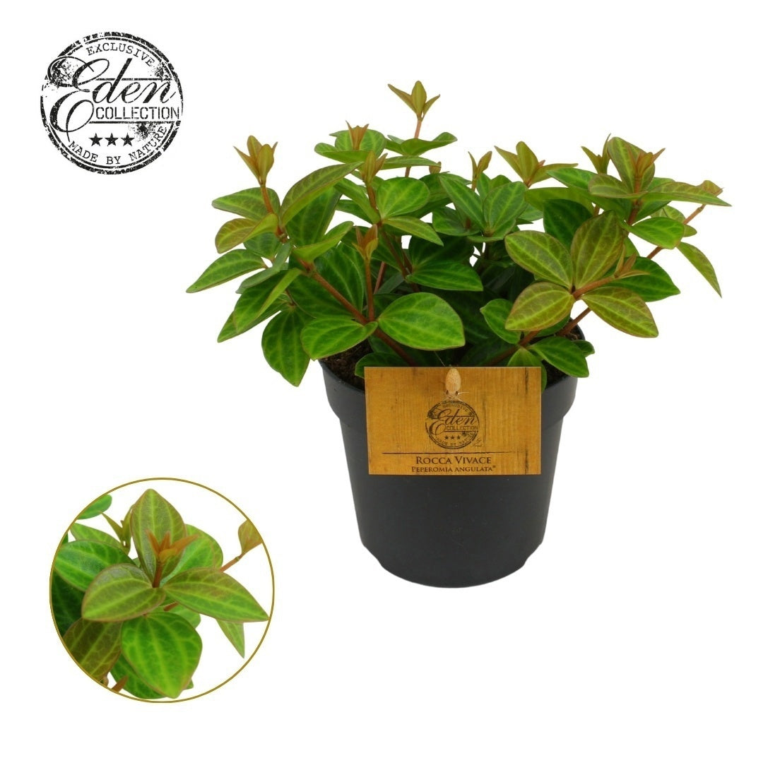 Peperomia ang. Rocca Vivace 15cm 510cm Pot