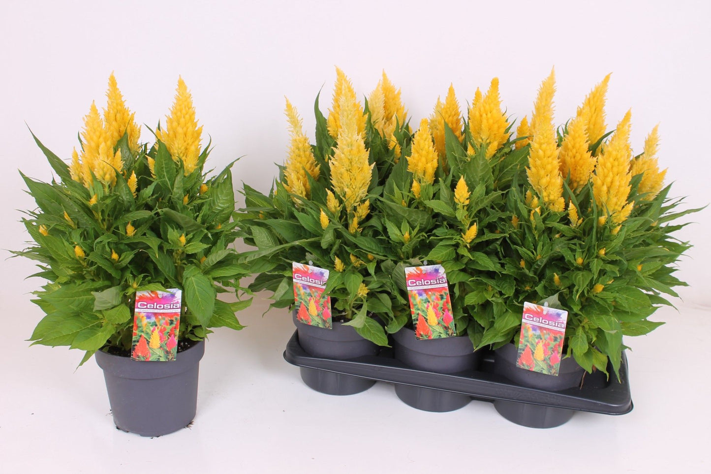 Celosia Kelos Fire Yellow 40cm 17cm Pot