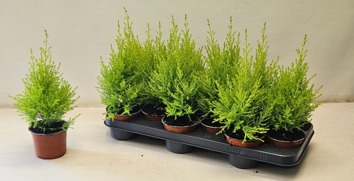 Cupressus Goldcrest Wilma 40cm 10cm Pot