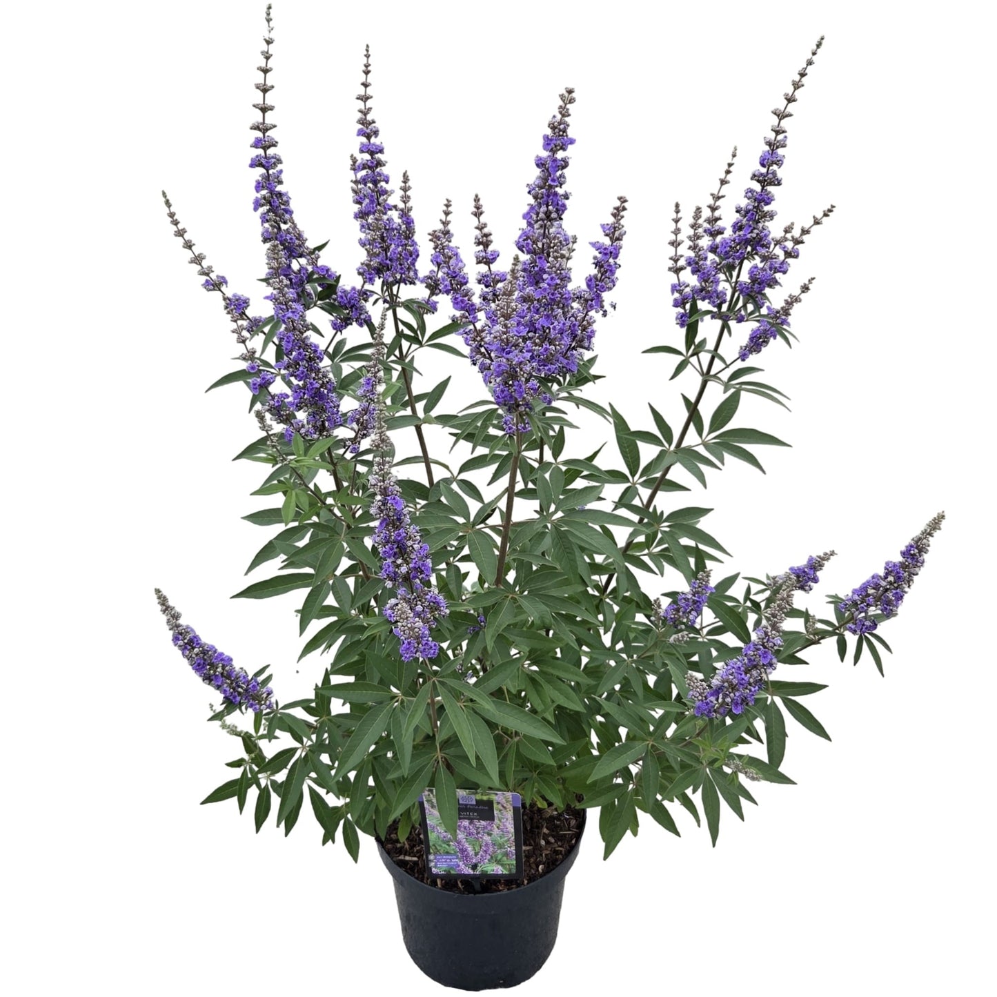 Vitex agnus-castus 70cm 26cm Pot