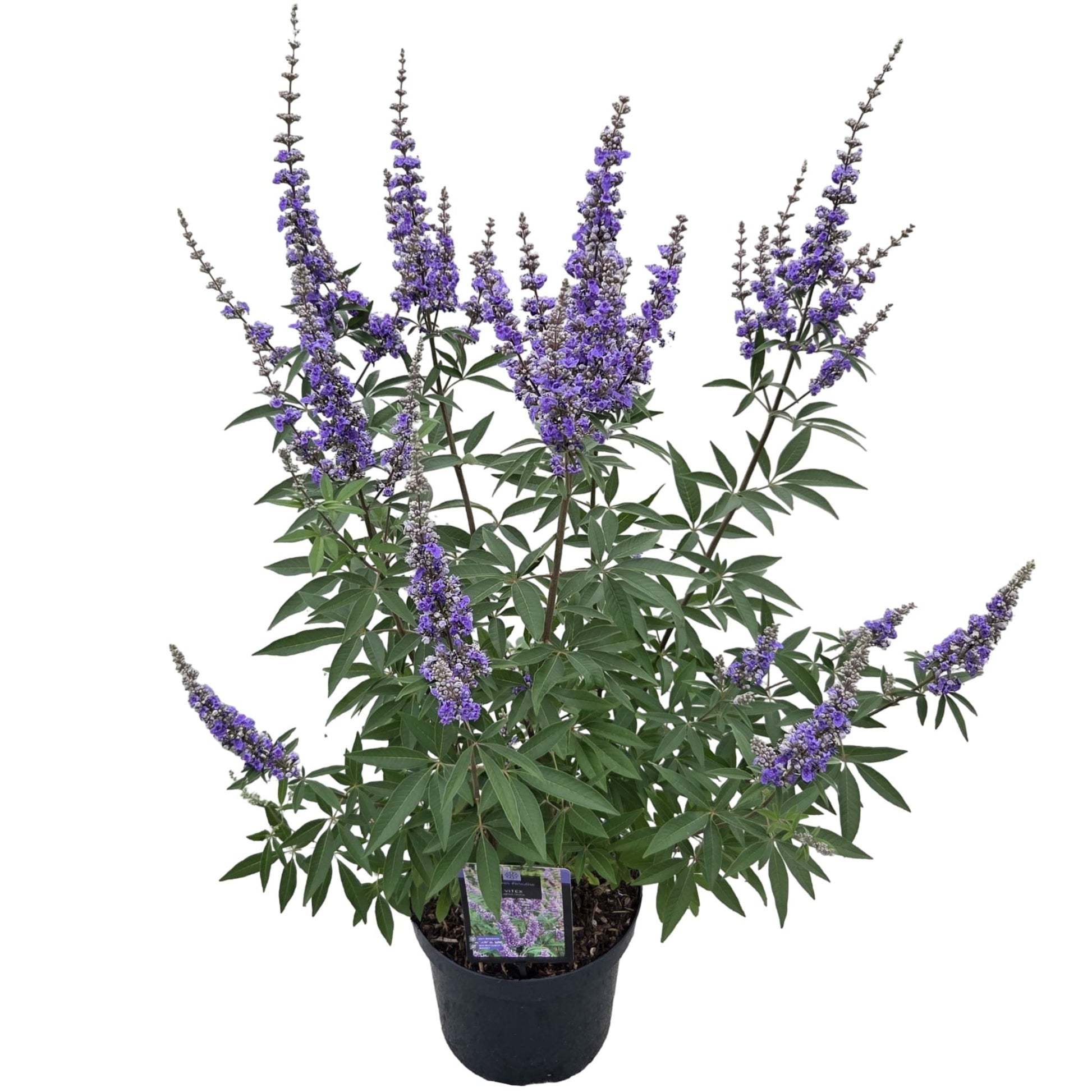Vitex agnus-castus 70cm 26cm Pot