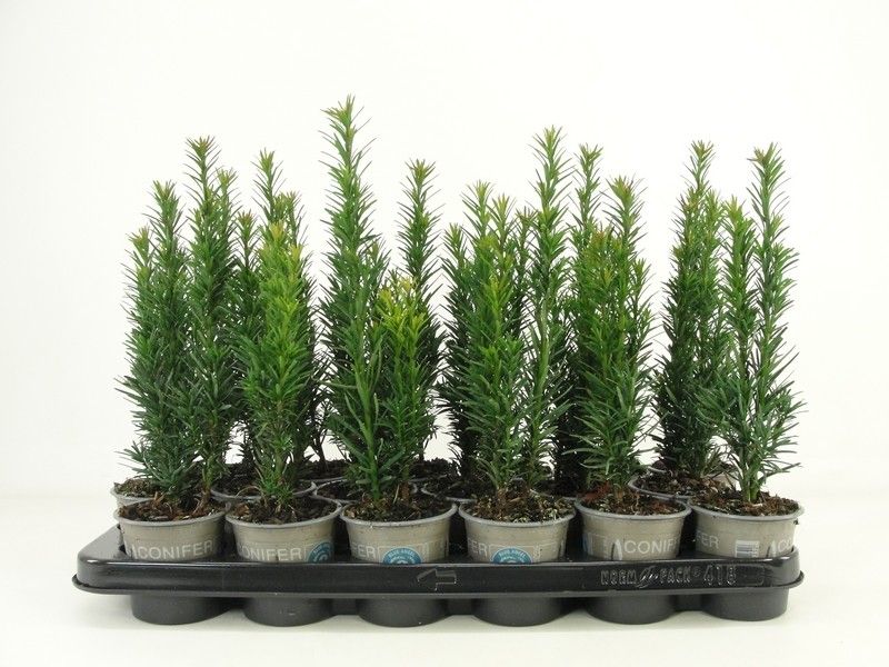 Taxus bac. Fastigiata Robusta 15cm 9cm Pot