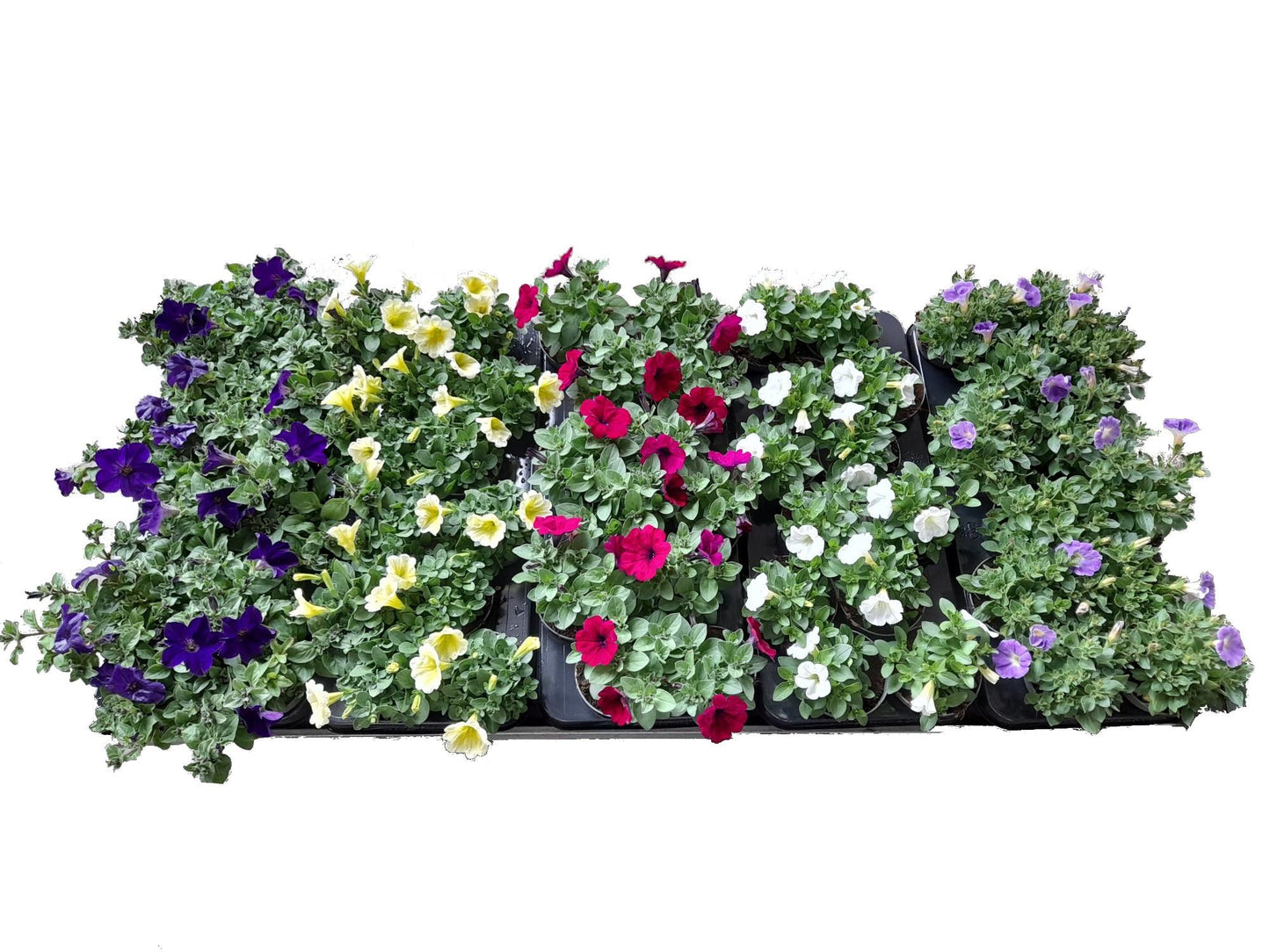 Petunia Surfinia mix 18cm 510cm Pot