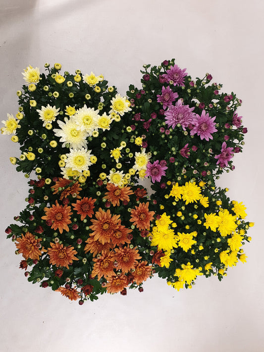 Chrys. Homerun mixkar 30cm 15cm Pot