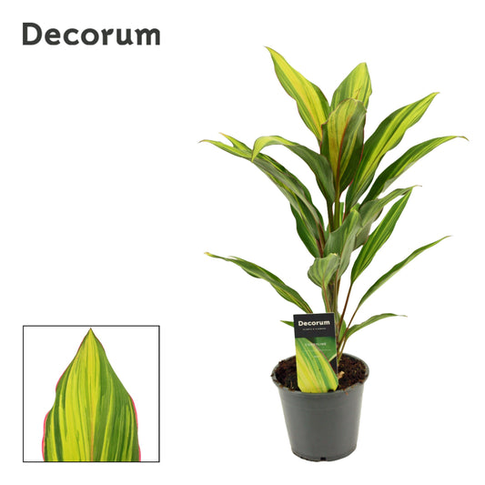Cordyline frut. Kiwi 40cm 12cm Pot