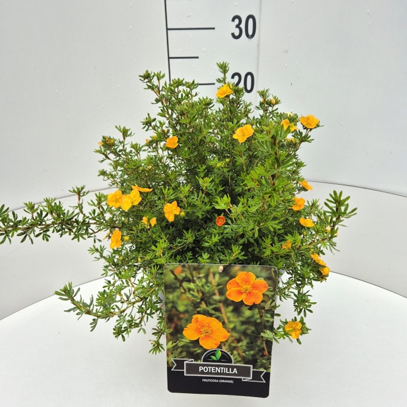 Potentilla frut. Red Ace 50cm 28cm Pot
