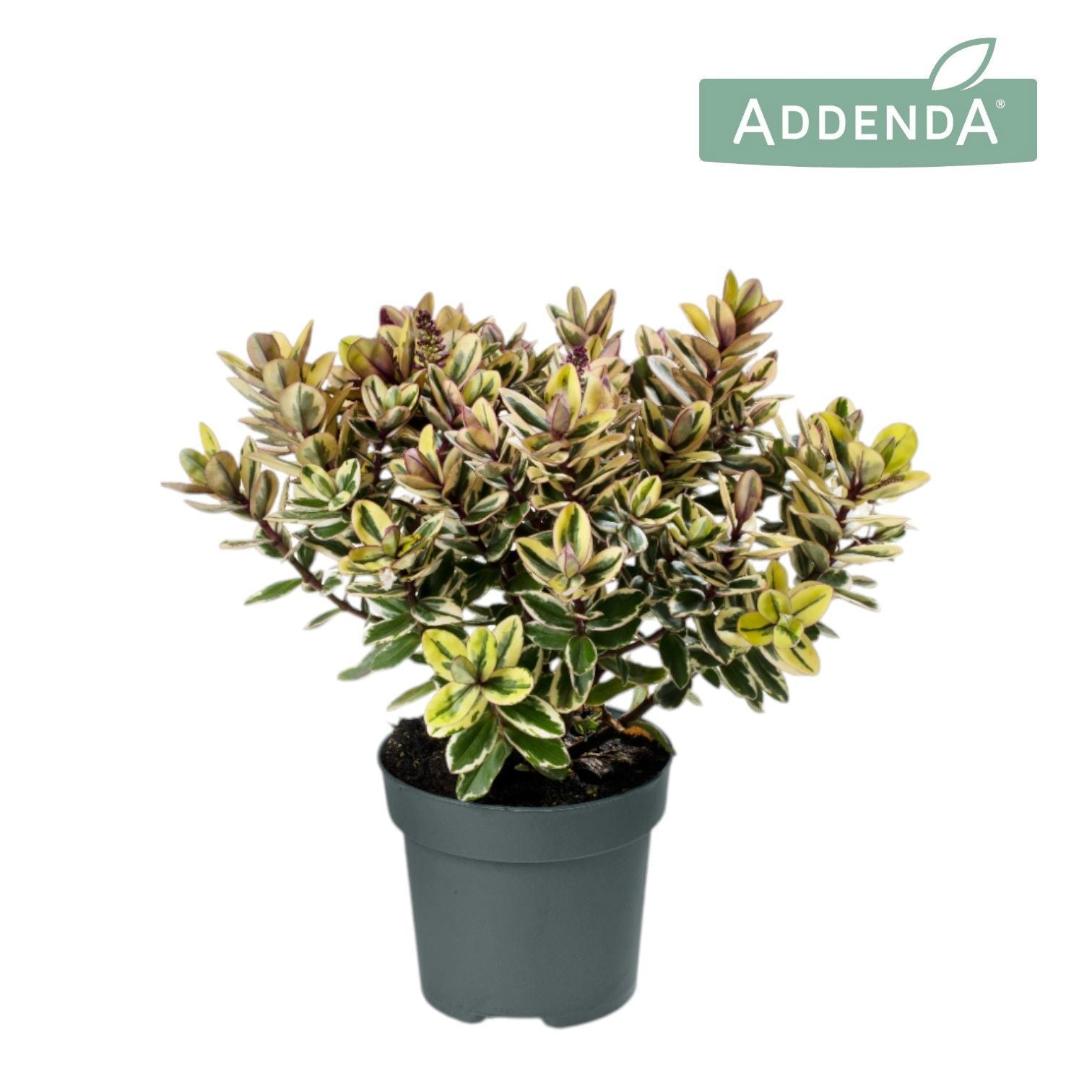 Hebe Tricolor 40cm 12cm Pot
