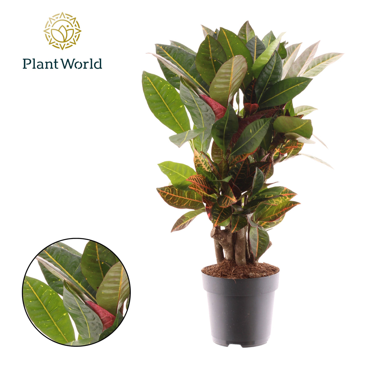 Codiaeum Petra 60cm 17cm Pot