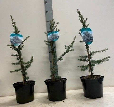 Cedrus libani Glauca 40cm 19cm Pot