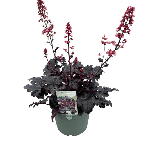 Heuchera Timeless Night 25cm 19cm Pot