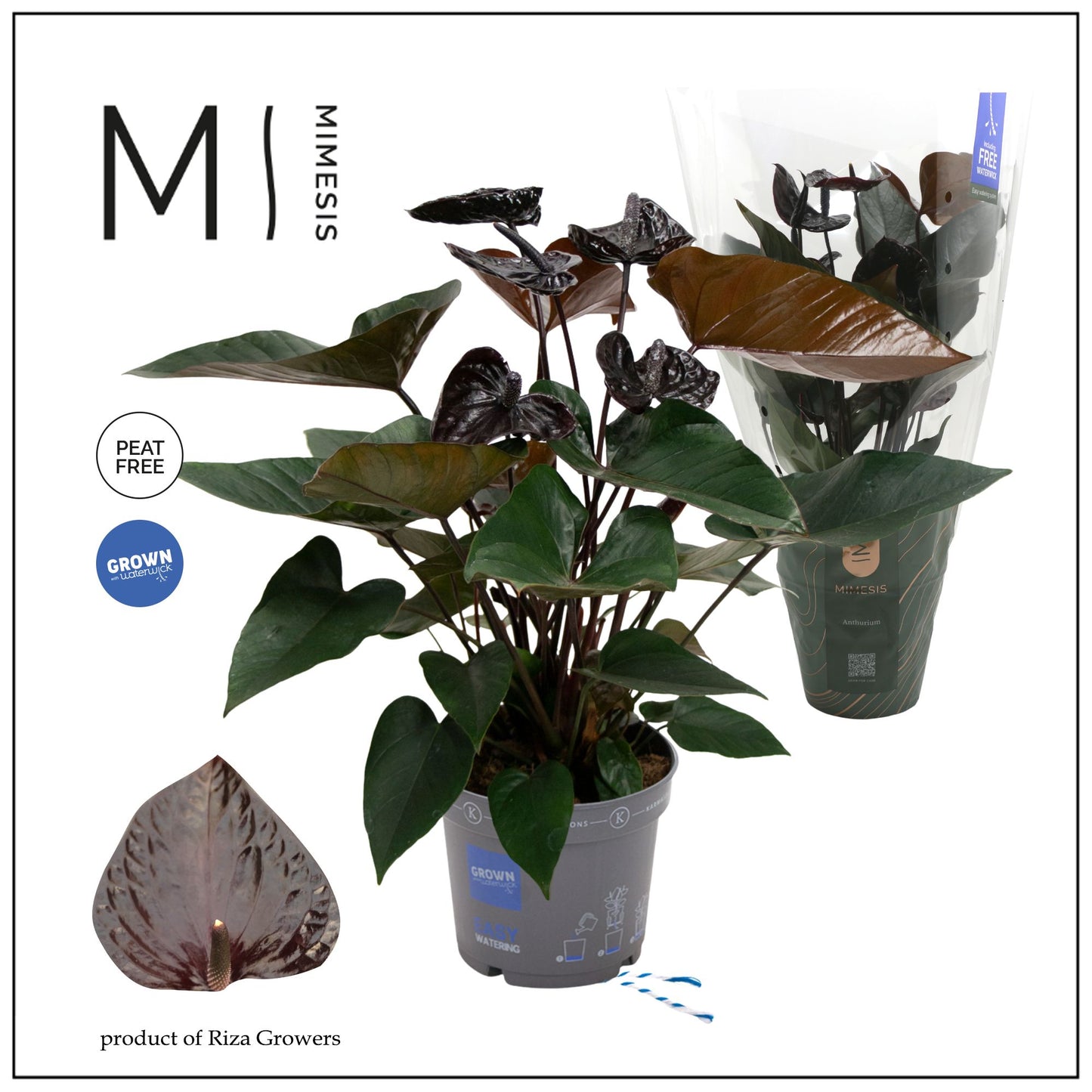Anthurium Black Love 65cm 17cm Pot