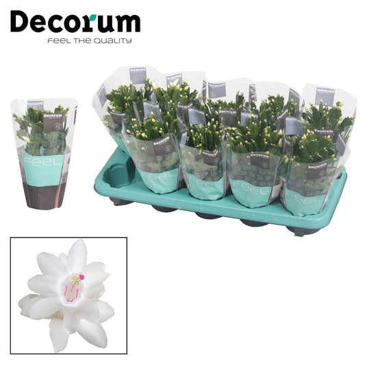 Schlumbergera white 20cm 510cm Pot
