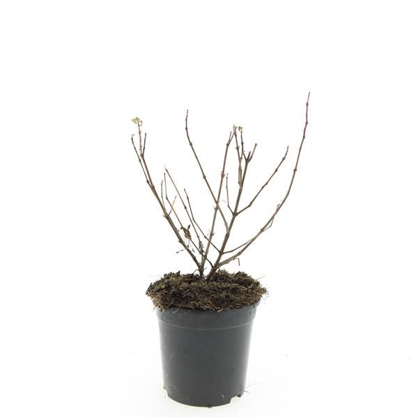 Fuchsia Mrs Popple 25cm 14cm Pot