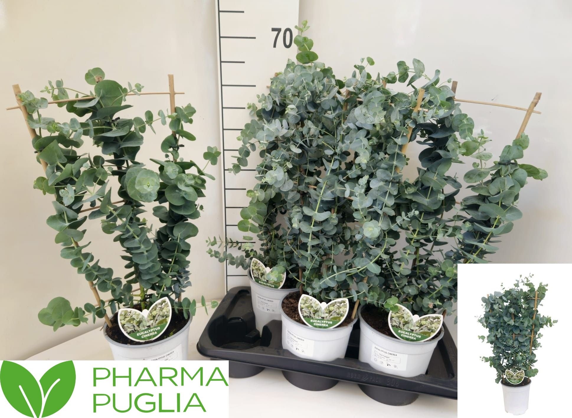 Eucalyptus cinerea 65cm 17cm Pot