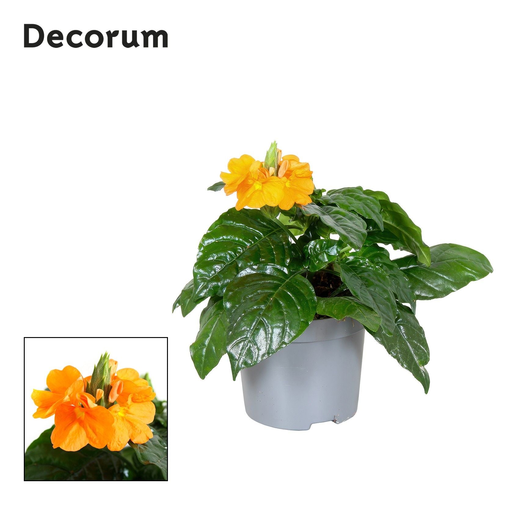 Crossandra Fortuna 15cm 9cm Pot