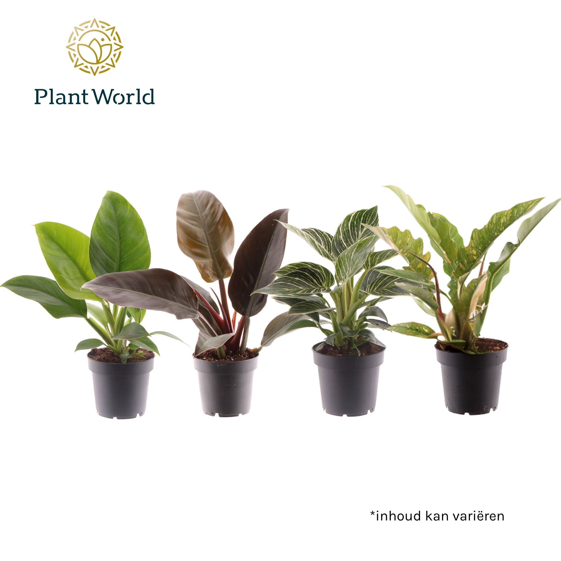 Philodendron scandens 30cm 12cm Pot
