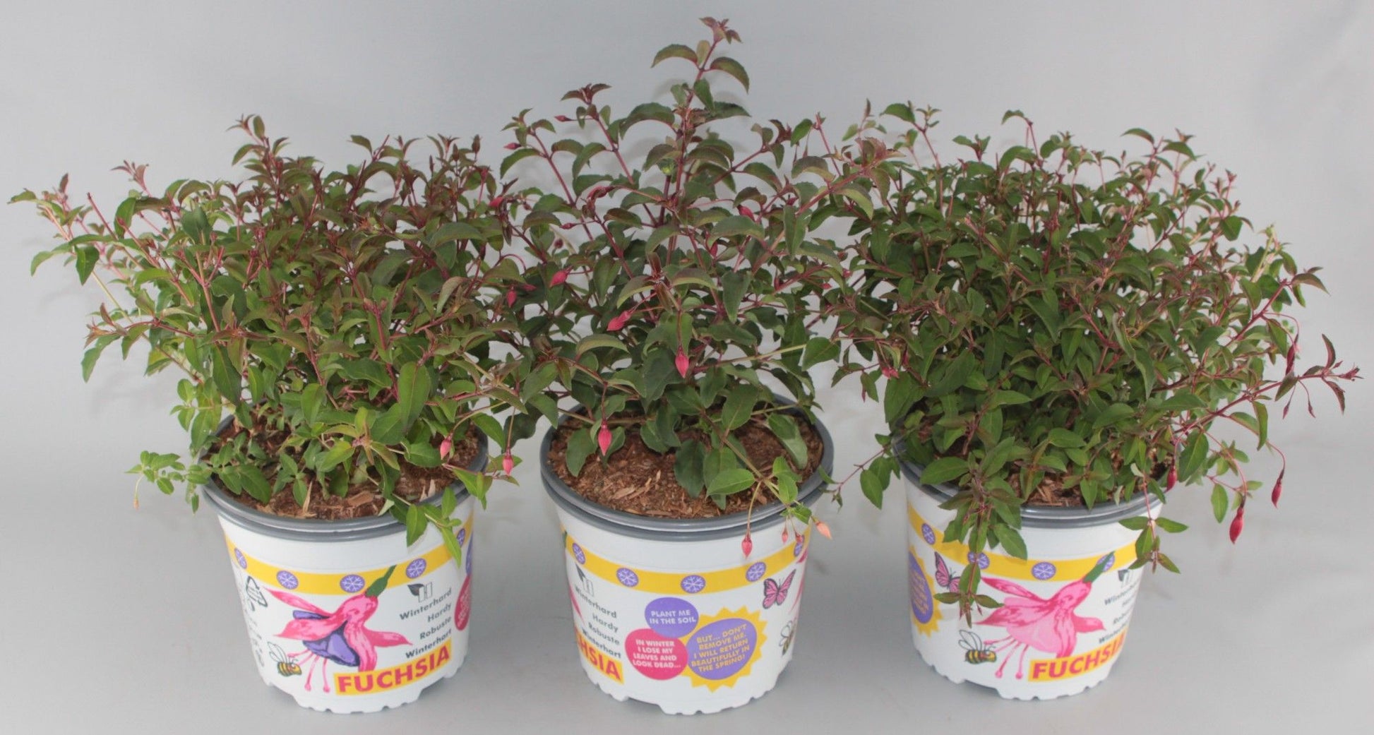 Fuchsia mix hardy 611cm 17cm Pot