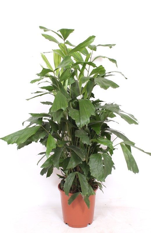 Caryota mitis 110cm 24cm Pot
