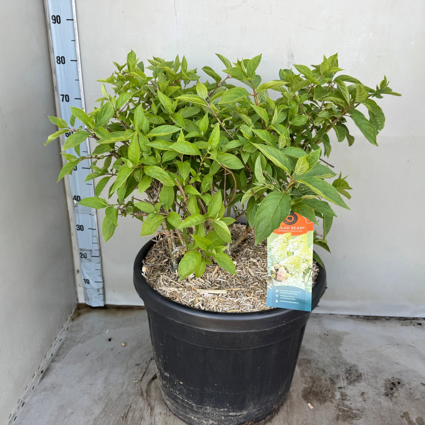 Hydrangea paniculata 70cm 45cm Pot