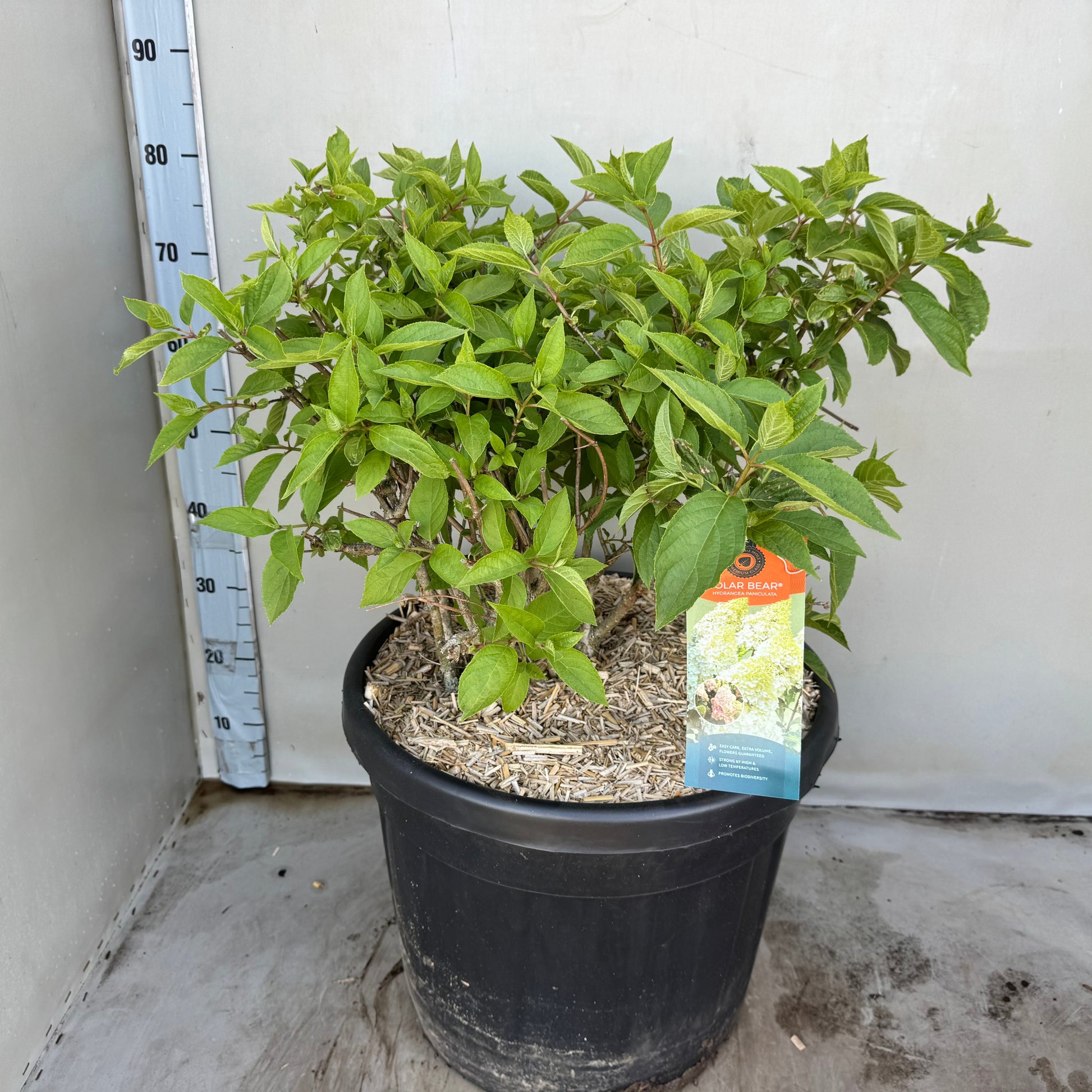 Hydrangea paniculata 70cm 45cm Pot